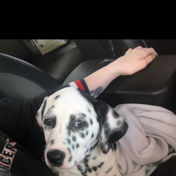 Meet your Posher, Maxx - Picture 1 of 4